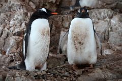 05A Two Gentoo Penguins With Their Nest In The Rocks At Neko Harbour On Quark Expeditions Antarctica Cruise.jpg